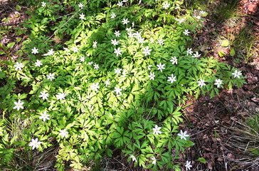 White flowers grow in the spring Sunny forest. Details and close-up.