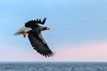 Steller's sea eagle  in flight, eagle with a fish which has been just plucked from the water in Hokkaido, Japan, eagle with a fish flies over a sea, majestic sea eagle, exotic birding in Asia