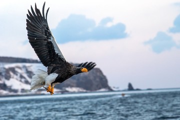 Steller's sea eagle  in flight, eagle with a fish which has been just plucked from the water in Hokkaido, Japan, eagle with a fish flies over a sea, majestic sea eagle, exotic birding in Asia