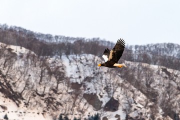 Steller's sea eagle flying in front of winter mountains scenery in Hokkaido, Bird silhouette. Beautiful nature scenery in winter. Mountain covered by snow, glacier, birding in Asia, wallpaper,Japan