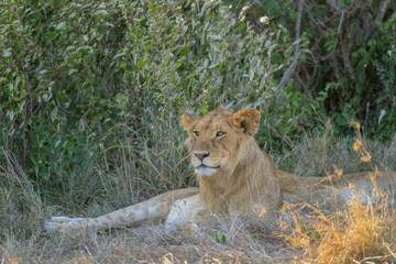 Young male lion with fluffy mane, profile of predator resting in shade. Panthera Leo. Maasai Mara National Reserve, Kenya, East Africa. Dangerous carnivore spotted on safari holiday