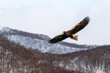 White-tailed eagle flying in front of winter mountains scenery in Hokkaido, Bird silhouette. Beautiful nature scenery in winter. Mountain covered by snow, glacier, birding in Asia, wallpaper,Japan