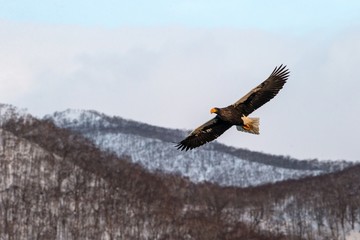 White-tailed eagle flying in front of winter mountains scenery in Hokkaido, Bird silhouette. Beautiful nature scenery in winter. Mountain covered by snow, glacier, birding in Asia, wallpaper,Japan