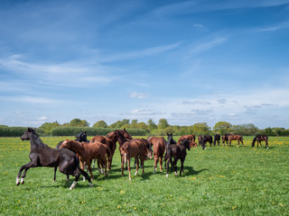 Horses and foals on a ranch in Denmark