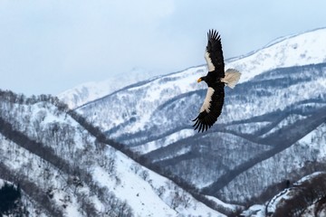 Naklejka na ściany i meble Steller's sea eagle flying in front of winter mountains scenery in Hokkaido, Bird silhouette. Beautiful nature scenery in winter. Mountain covered by snow, glacier, birding in Asia, wallpaper,Japan