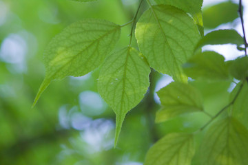 Green leaves tender green leaves