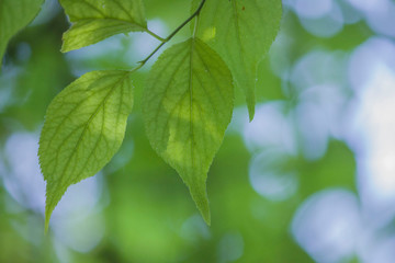 Fototapeta na wymiar A plant with tender green leaves