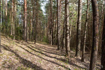 Woodland. The road goes deep into the forest