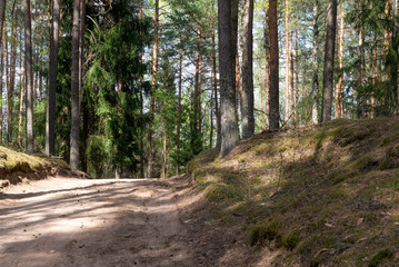 Woodland. The road goes deep into the forest
