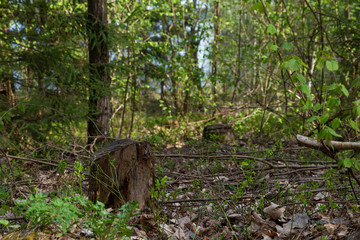 Woodland. Stump by surrounded by trees and grass.