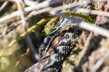 European adders mating in the undergrowth