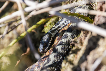 European adders mating in the undergrowth
