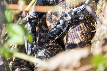 European adders mating in the undergrowth