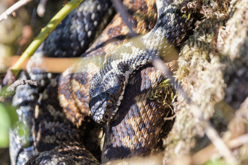 European adders mating in the undergrowth