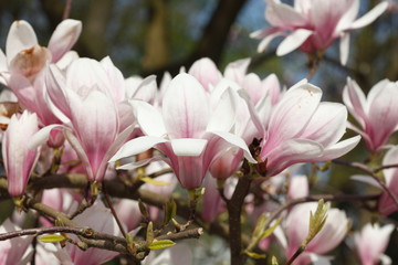 Obraz premium Rosa Magnolienblüten auf Baumzweigen, Deutschland