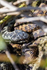 European adders mating in the undergrowth
