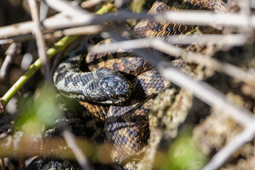 European adders mating in the undergrowth