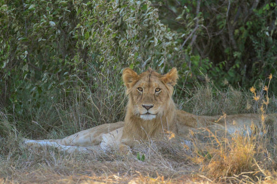 Young male lion with fluffy mane, front face, resting in shaded bush. Panthera Leo. Maasai Mara National Reserve, Kenya, East Africa. Safari big five cat in wild natural environment