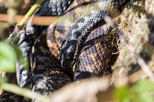 European adders mating in the undergrowth