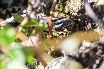 European adders mating in the undergrowth