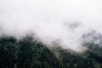 Forested mountain slope in low lying cloud with the evergreen conifers shrouded in mist in a scenic landscape view