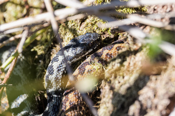 European adders mating in the undergrowth