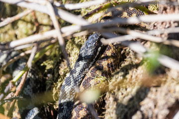 European adders mating in the undergrowth