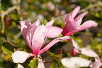 Obraz premium Rosa Magnolienblüte auf Baumzweigen, Deutschland