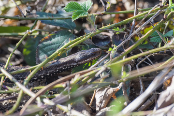 European adders mating in the undergrowth