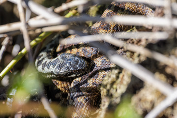 European adders mating in the undergrowth