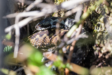 European adders mating in the undergrowth