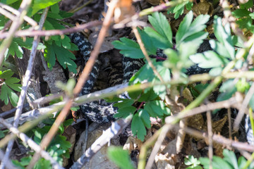 European adders mating in the undergrowth