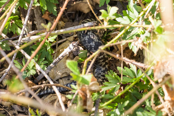 European adders mating in the undergrowth