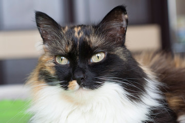 Beautiful tricolor cat, black nose, white mustache. Close-up, portrait