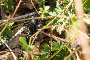 European adders mating in the undergrowth