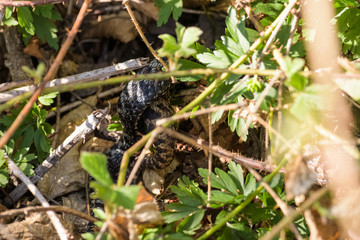 European adders mating in the undergrowth