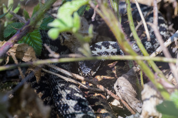 European adders mating in the undergrowth
