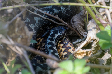 European adders mating in the undergrowth