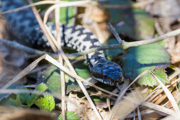 European adders mating in the undergrowth