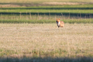 European red fox in a field