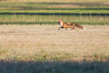 European red fox in a field