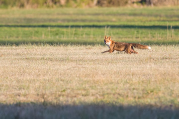 European red fox in a field