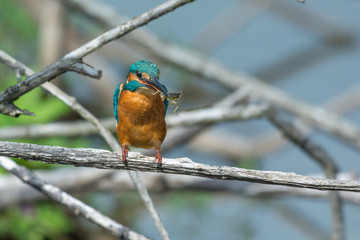 Eisvogel (Alcedo atthis)