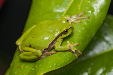 European tree frog sitting on a green leaf