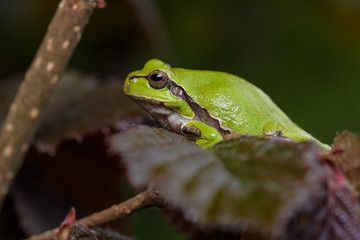 European tree frog sitting on a red hazelnut bush