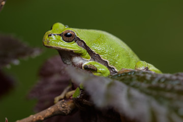 European tree frog sitting on a red hazelnut bush