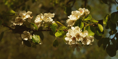 Spring background. A branch of flowering pear. Spring background.
