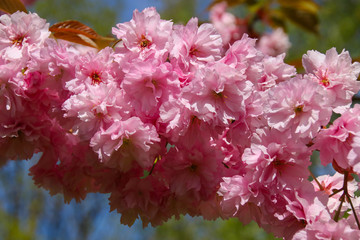 Beautiful pink cherry blossoms (Sakura) on sunny blue sky
