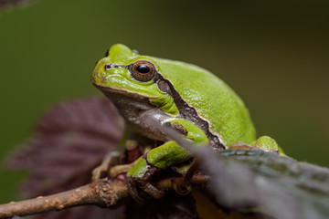 European tree frog sitting on a red hazelnut bush