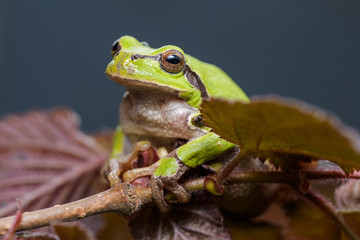 European tree frog sitting on a red hazelnut bush